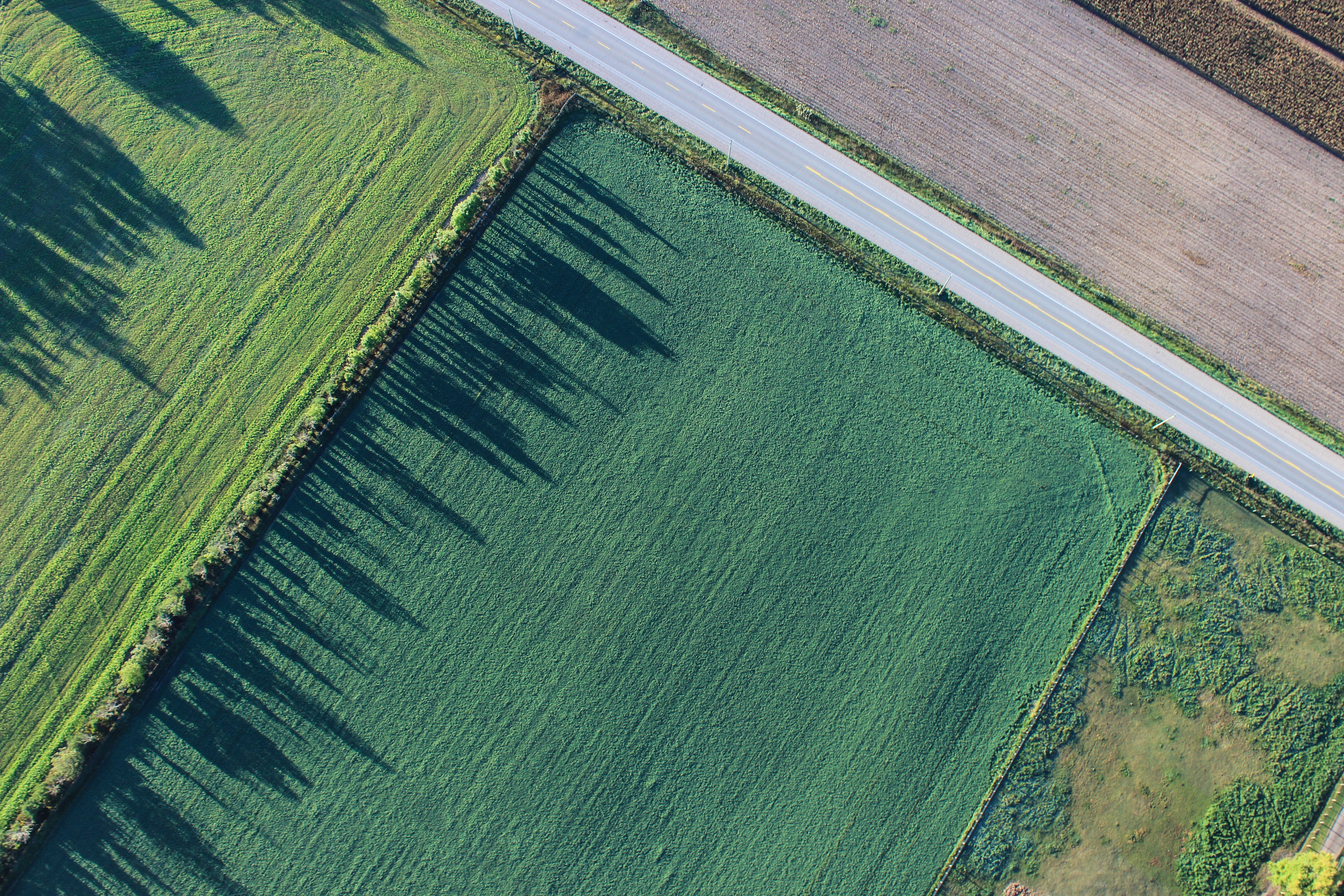 Field at low sun